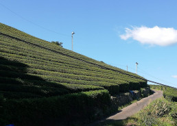 Plantaciones de té